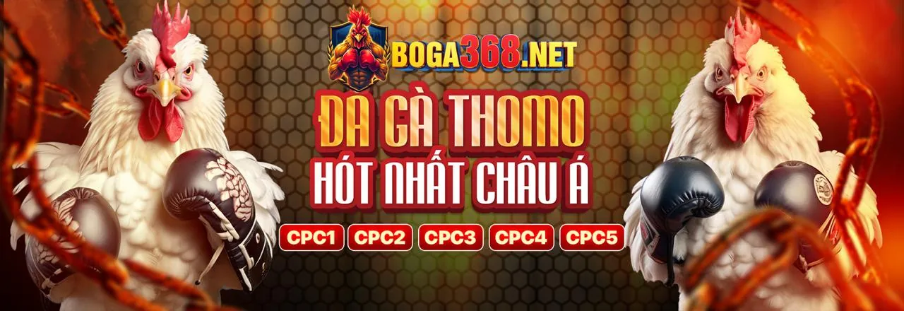 Chuyên gia KV99 đang phân tích chiến kê để đưa ra mẹo chơi đá gà trực tuyến hiệu quả
